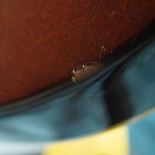 Load image into Gallery viewer, Aria Pro II Leopard LS-500 Violin Sunburst 1980 MIJ Japan Matsumoku